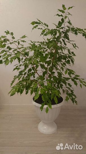 Фикус бенджамино 115см, Наоми 140 см, гортензия