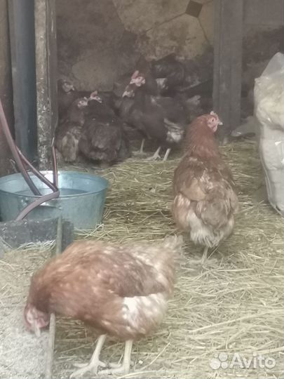 Домаш. куриные яйца