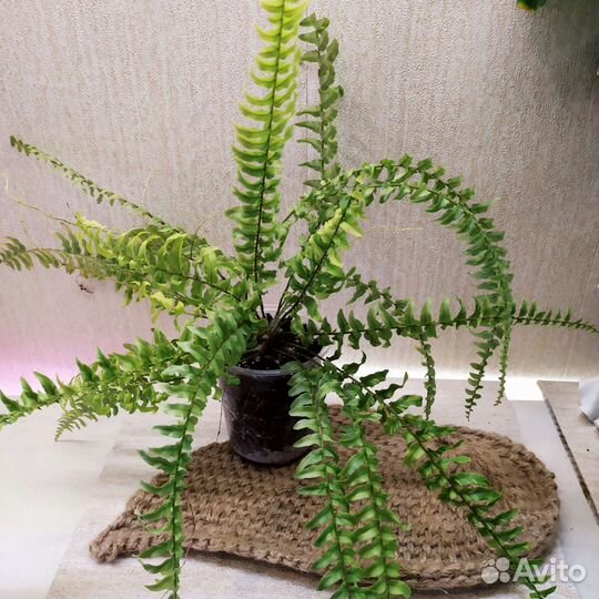 Папоротники