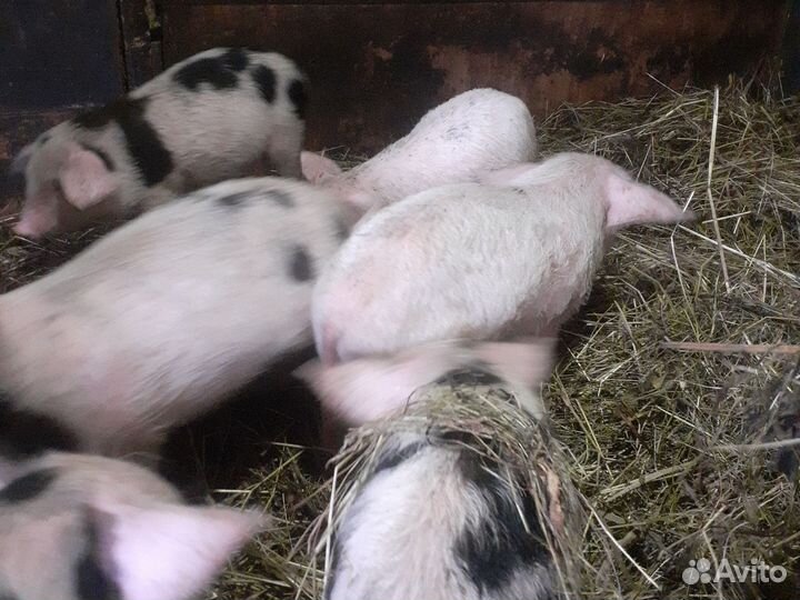 Поросенок ландрас