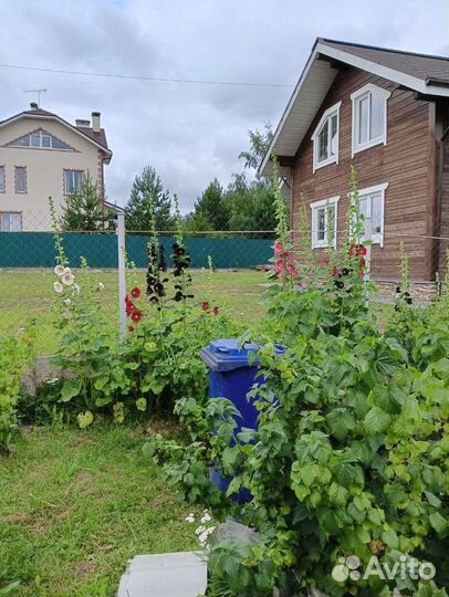 Мальва рассада самосевом