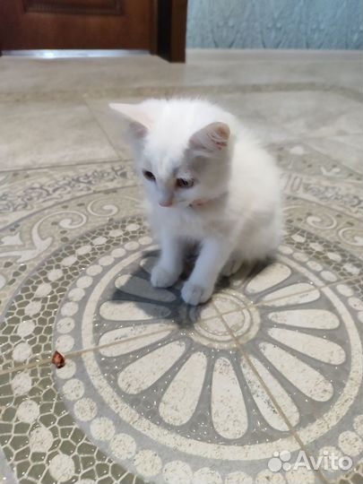 Турецкая ангора