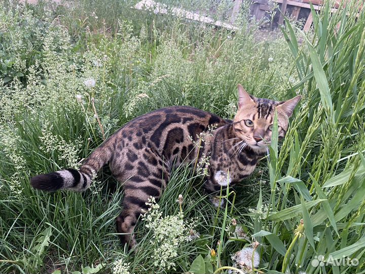 Бенгальский кот вязка