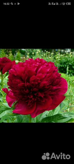 Пион Ред Чарм, Ред Грейс