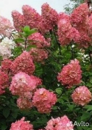 Гортензия метельчатая