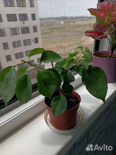 Саженцы бугенвиллии