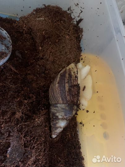 Улитки ахатины