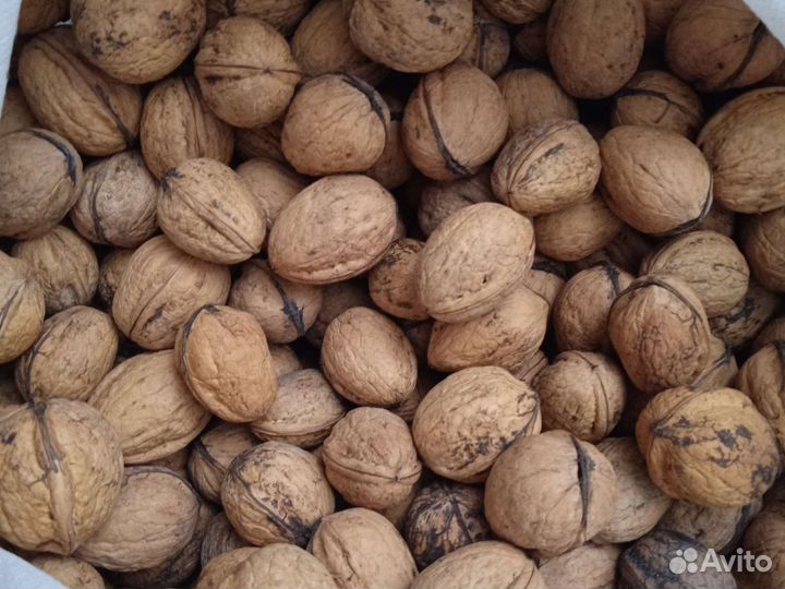 Орех грецкий