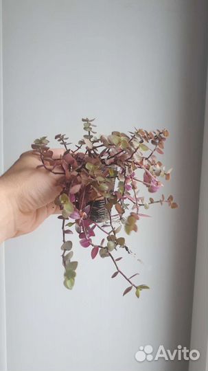 Каллизия голд