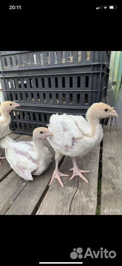 Индюшата хайбрид конвертер, биг 6