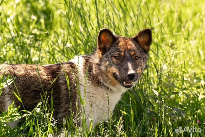 Собака в добрые руки