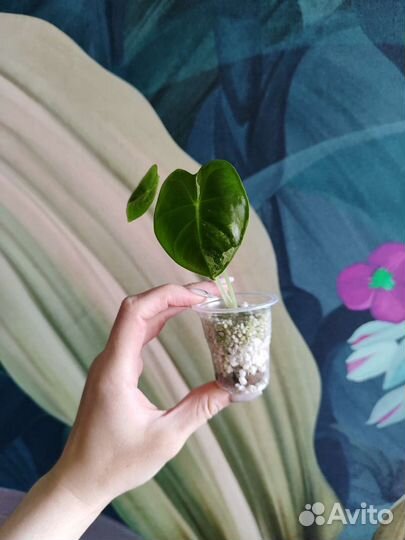 Алоказия фрайдек (Alocasia frydek)