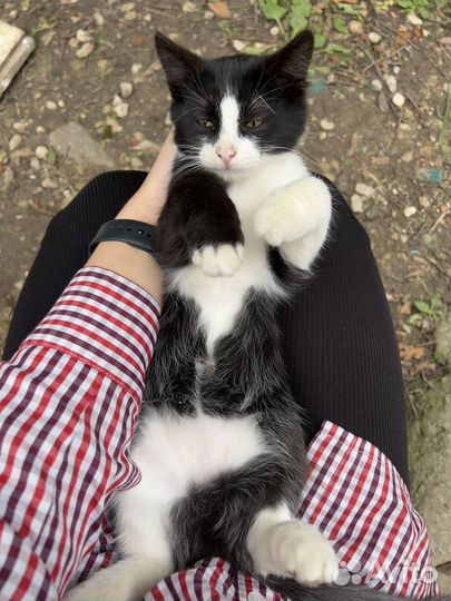 Котенок подросток