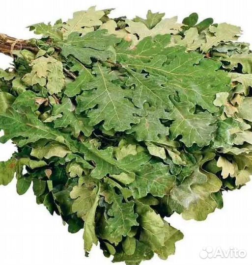 Дубовые веники для бани