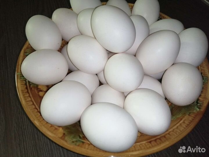 Домашние куриные яйца