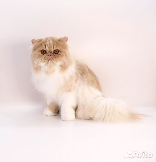 Персидский мальчик Гранд чемпион Wcf