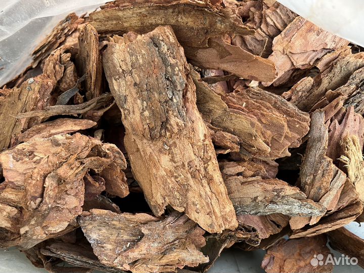 Кора лиственницы сибирская