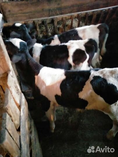 Телята Коровы