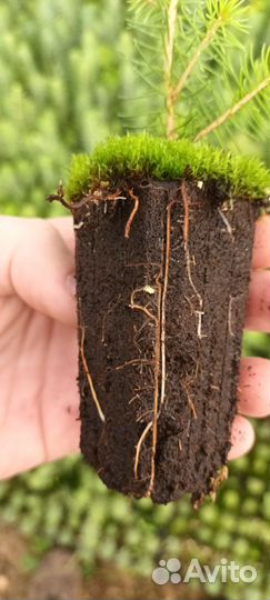 Сеянцы Ель зкс