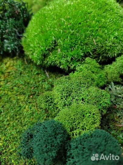 Стабилизированный мох кочка