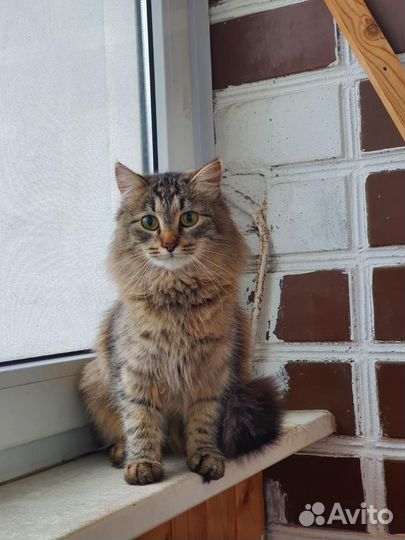 Пушистая кошечка Ника ищет дом, в добрые руки