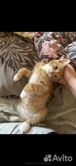 Отдам в добрые руки