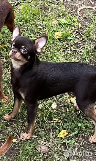 Чихуахуа подрощенный мальчик