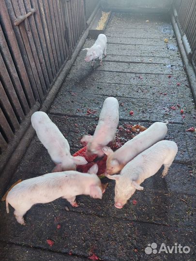 Поросята (месячные)