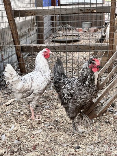 Молодые петухи