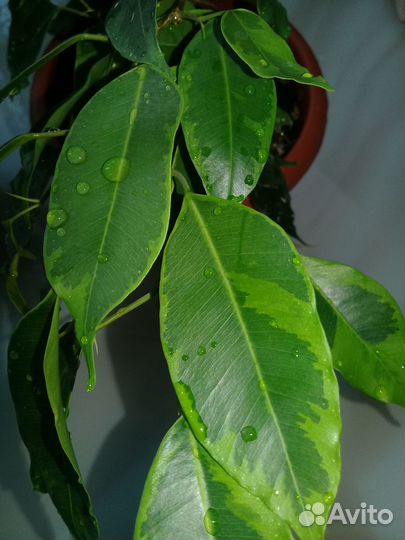 Комнатные растения /Фикусы Бенджамина