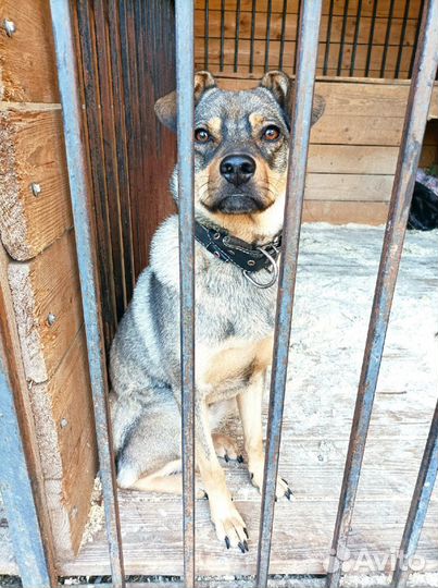 Ищу хозяев небольшому песику - Рэксик