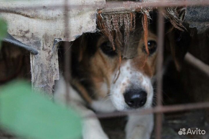 Бэлла ищет семью