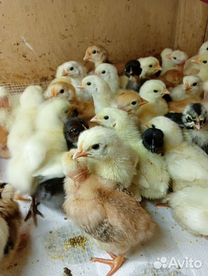 Суточные цыплята