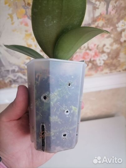 Орхидея фаленопсис подросток