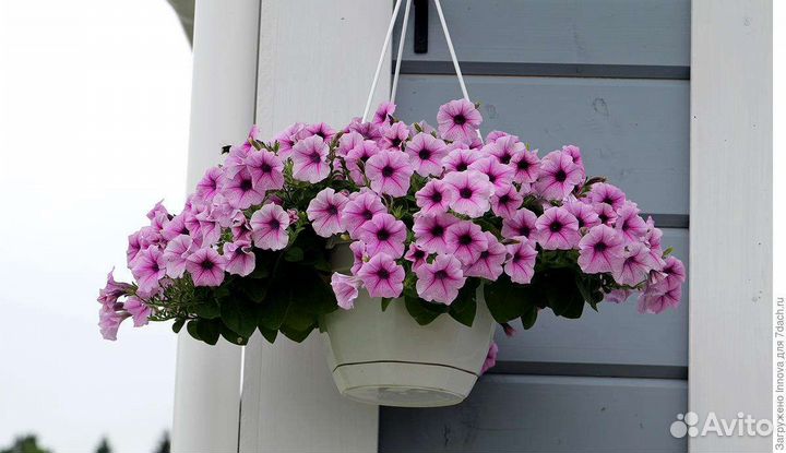 Петуния ампельная