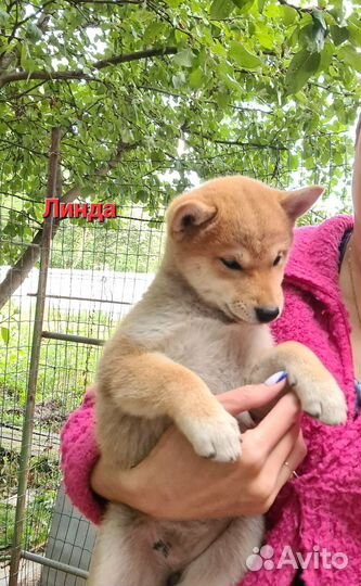 Сиба ину девочка