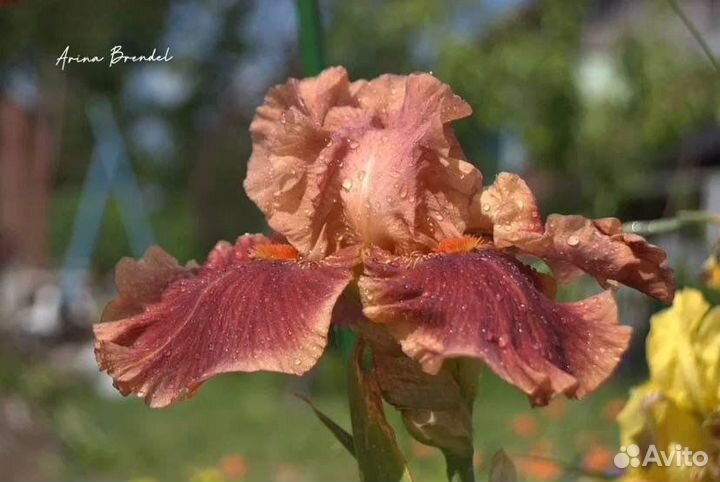 Ирис сортовой (на любой вкус)