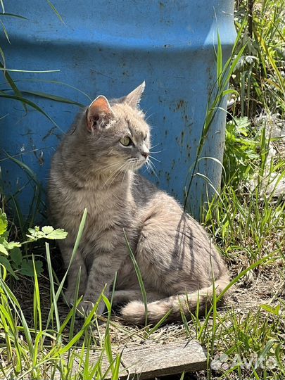 Кошечка