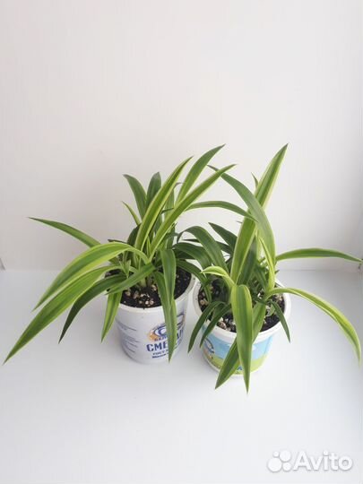 Сциндапсус неон, хлорофитум 2 вида, молочай