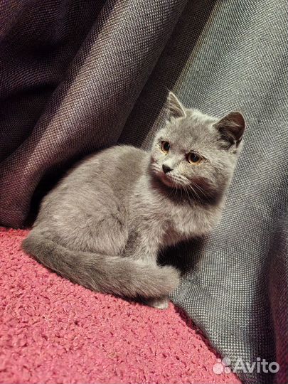 Отдам котенка (девочка)