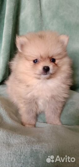 Щенки померанского шпица