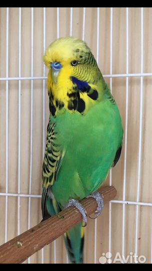 Выставочный Волнистый Попугай,ввп,Чех