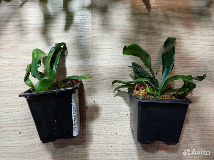 Microsorum thailanbicum папоротник
