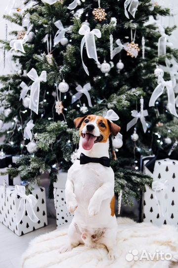 Вязка гладкий кобель РКФ