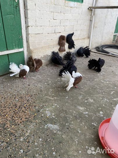 Голуби павлины