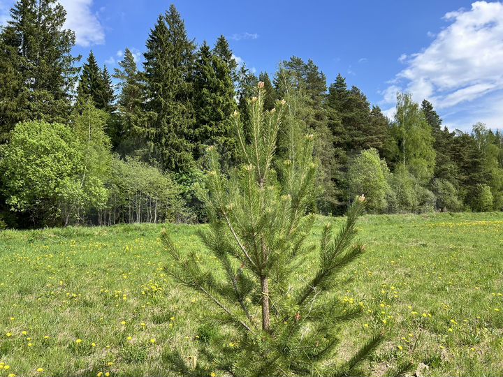 Участок 7,5 сот. (ИЖС)