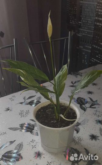 Спатифиллум