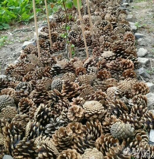 Шишки сосновые
