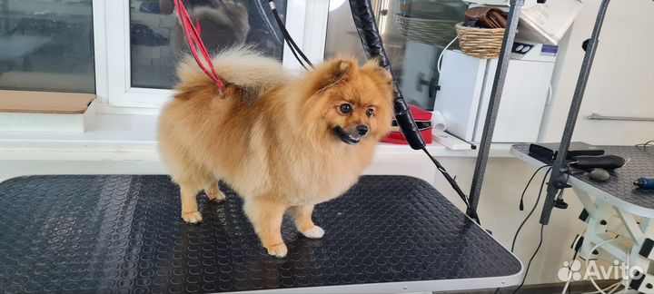 Грумминг собак