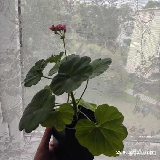 Пеларгония герань розебудная